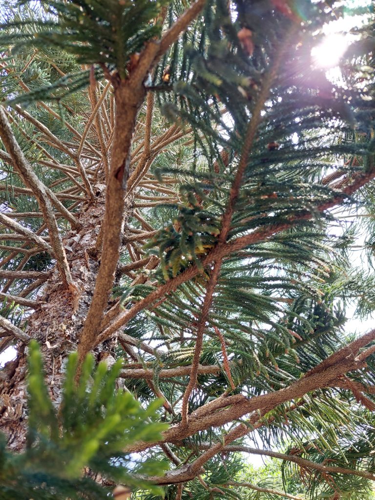 Un pino, i suoi rami e il suo verde.